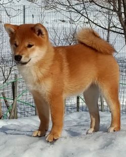 picture of dog