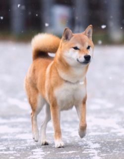 picture of dog