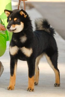 picture of dog