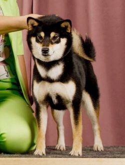 picture of dog