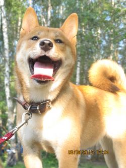picture of dog