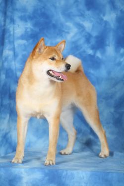 picture of dog
