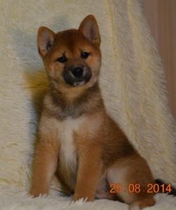 picture of dog