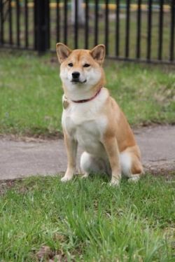 picture of dog