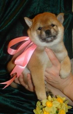 picture of dog