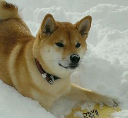 picture of dog