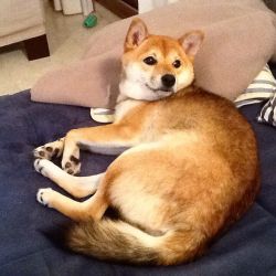 picture of dog