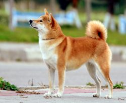 picture of dog