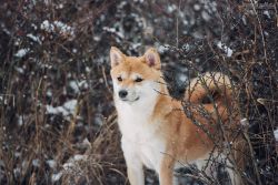 picture of dog
