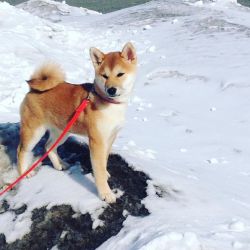 picture of dog