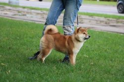 picture of dog