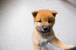 picture of dog