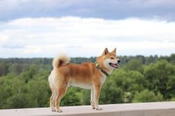 picture of dog