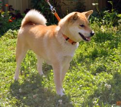 picture of dog