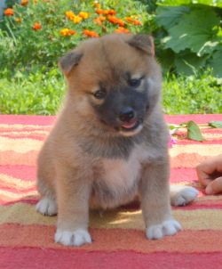 picture of dog