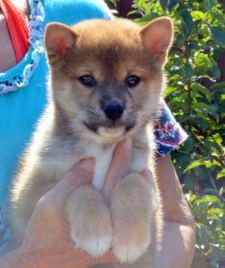 picture of dog