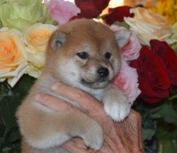 picture of dog