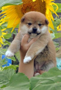 picture of dog