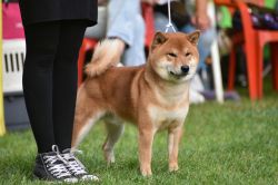 picture of dog
