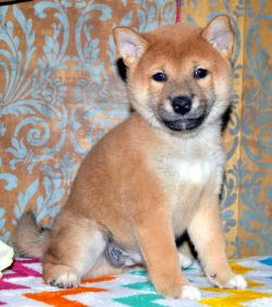 picture of dog