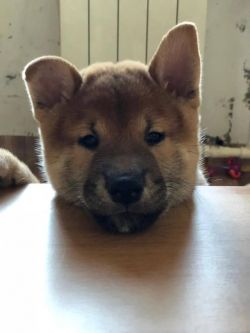 picture of dog