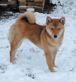 picture of dog