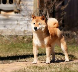 picture of dog