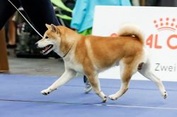picture of dog