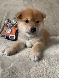 picture of dog