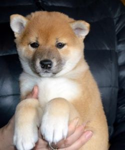 picture of dog