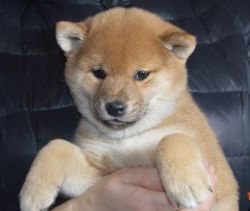 picture of dog