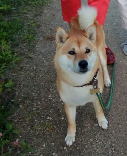 picture of dog