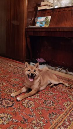 picture of dog