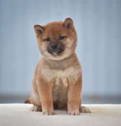 picture of dog