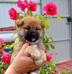 picture of dog