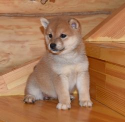 picture of dog