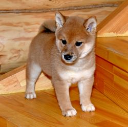 picture of dog