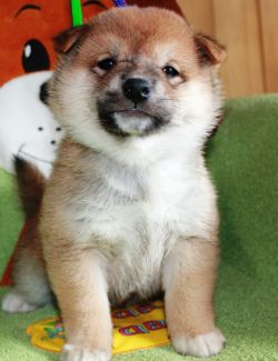 picture of dog
