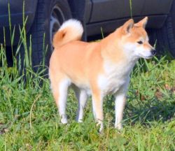 picture of dog