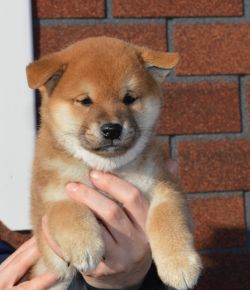 picture of dog