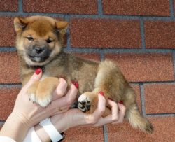 picture of dog