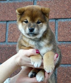 picture of dog