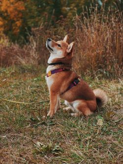 picture of dog