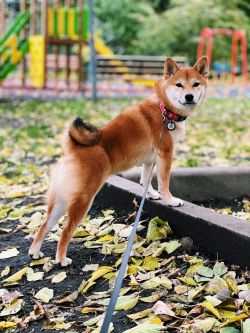 picture of dog