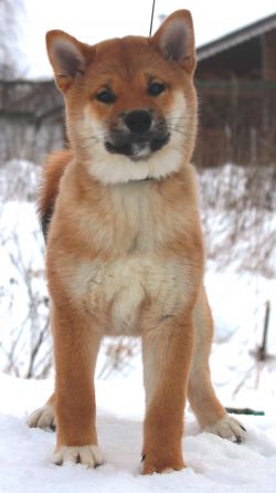 picture of dog