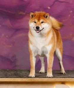 picture of dog