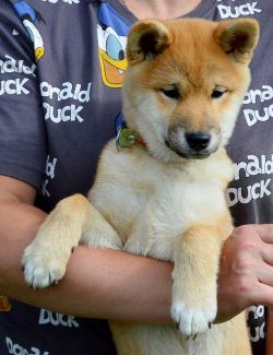picture of dog