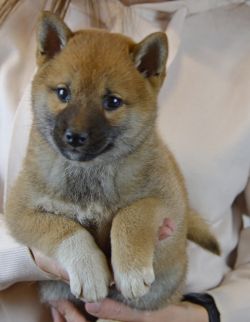 picture of dog