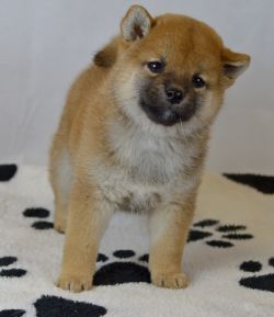 picture of dog