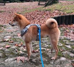 picture of dog